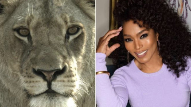 Angela Bassett with Malika the Lion Queen for Plimsoll and Fox © DR